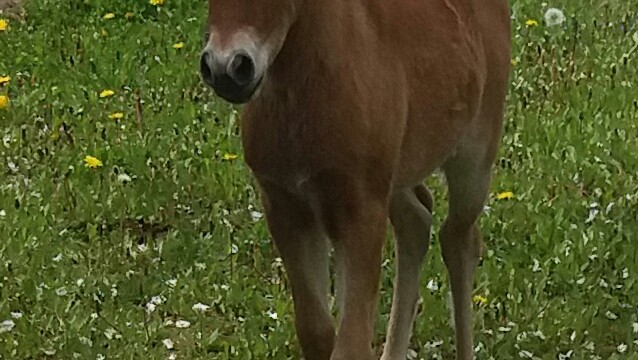 Unsere Tiere