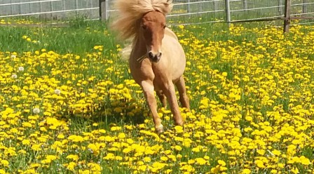 Unsere Ponyangebote 2025