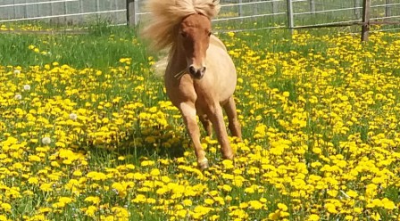 Unsere Ponyangebote 2024