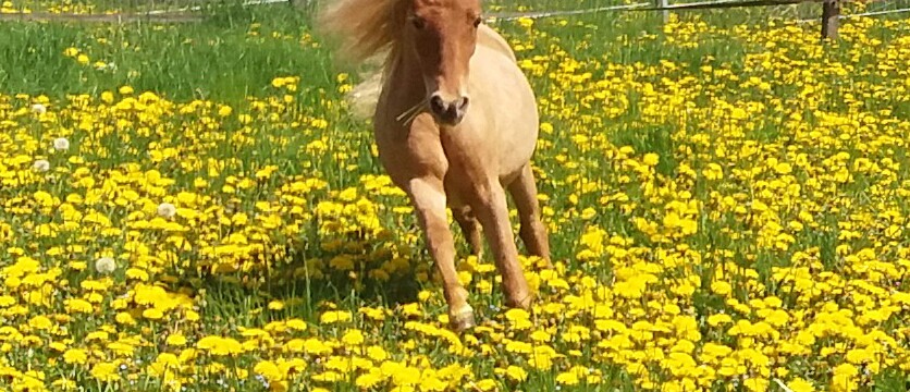 Unsere Ponyangebote 2025