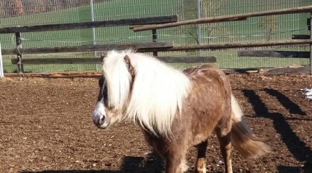 Ponyangebote 2023